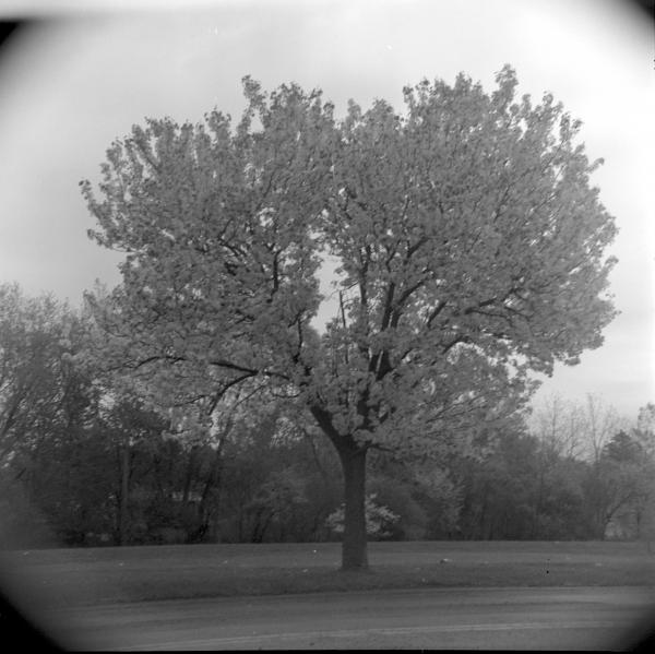 Yashica 24 2 6