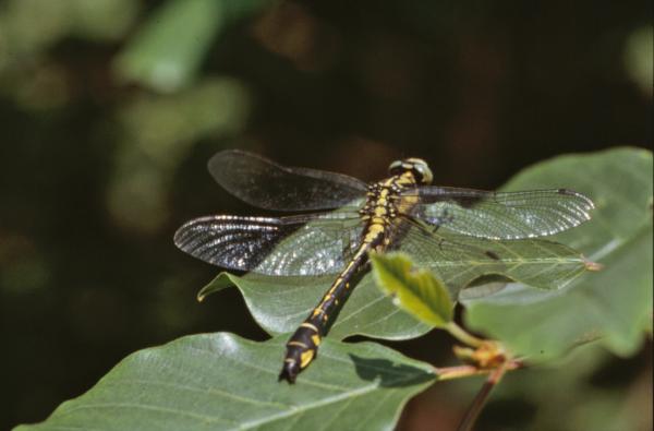 Yellow and black dragonfly