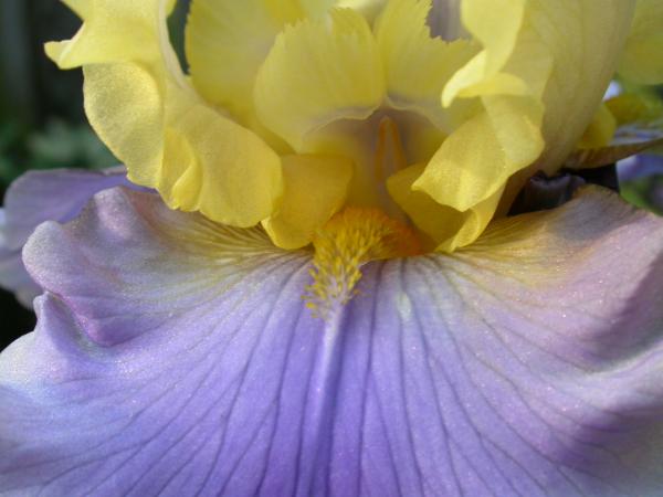 Yellow and blue flower