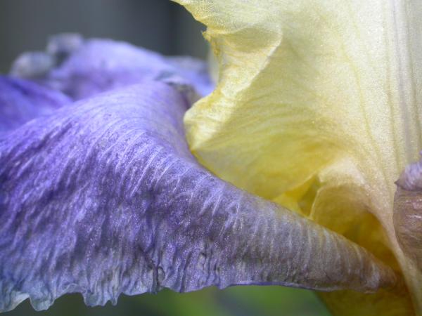 Yellow and blue flower