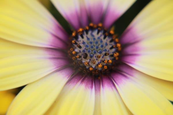 Yellow and Pink Flower