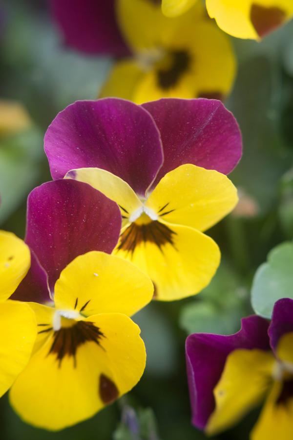 Yellow and purple flowers