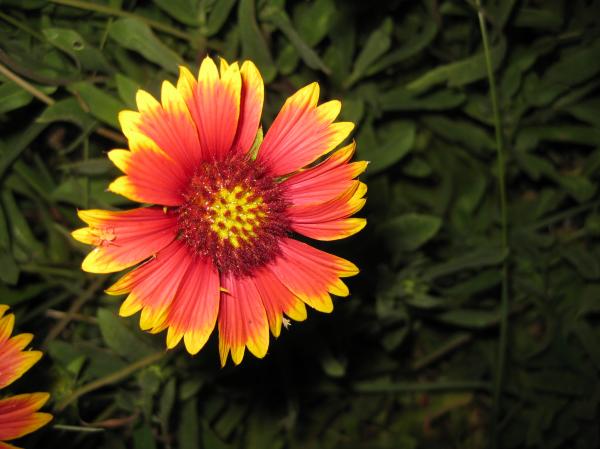 Yellow and red flower