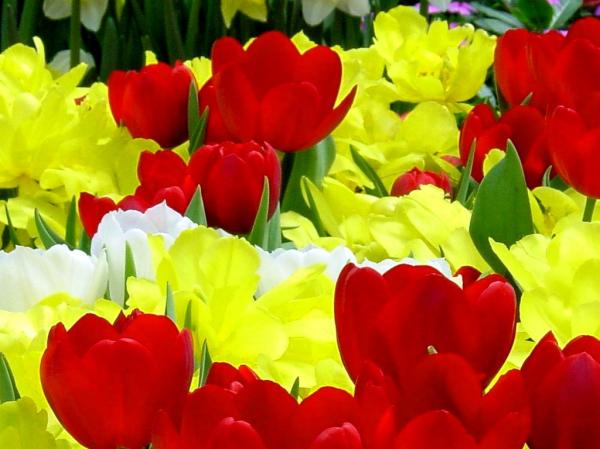 Yellow And red Flowers