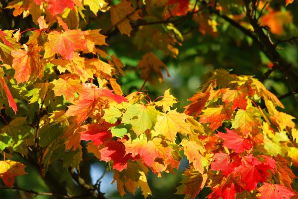 Yellow and Red Leaf Trees