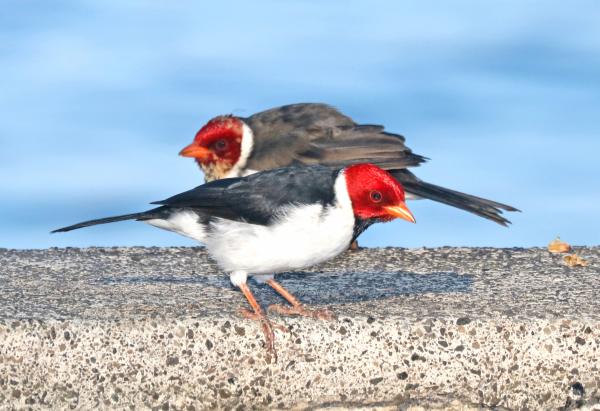 YELLOW-BILLED CARDINAL (8-28-2017) keauhou bay, kona coast, hawaii co, hawaii -01 with juvenile