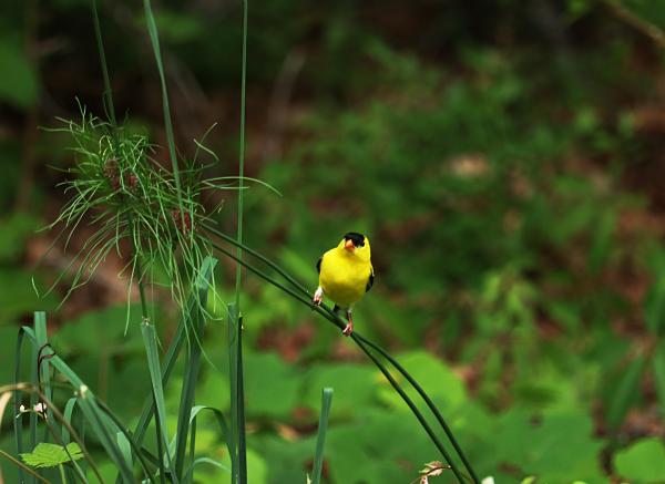 Yellow Bird