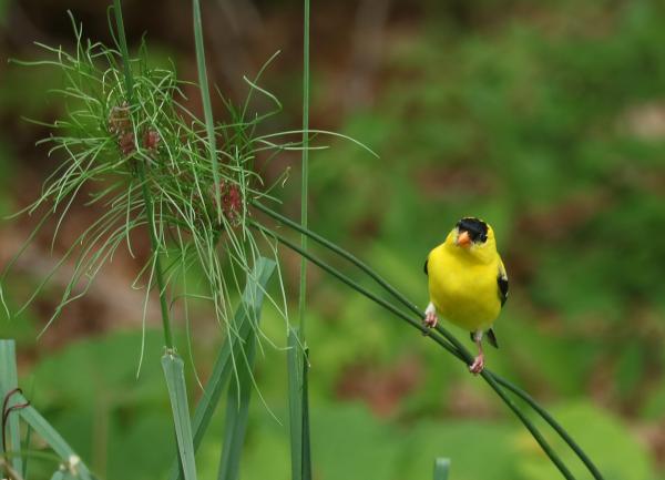 Yellow Bird