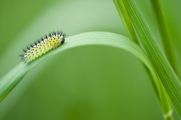 Yellow Black Catterpillar on Grass Leave