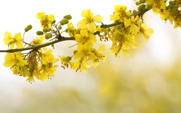Yellow Blossom