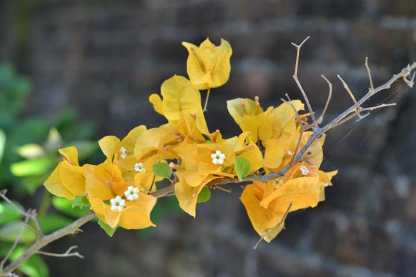 Yellow Bougenville