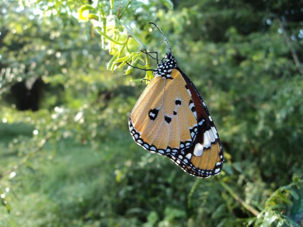 Yellow Butterfly