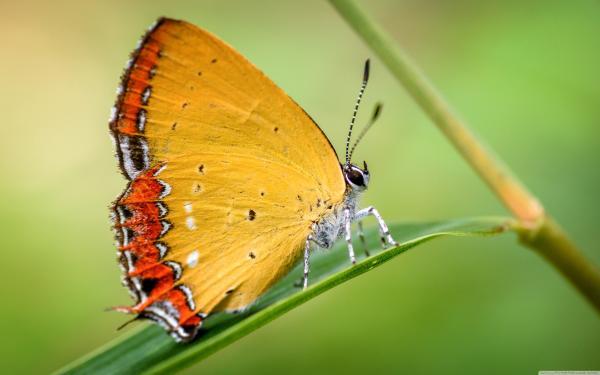 Yellow butterfly