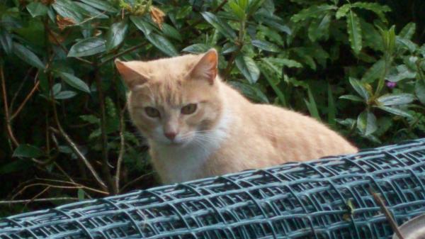 Yellow Cat at Play