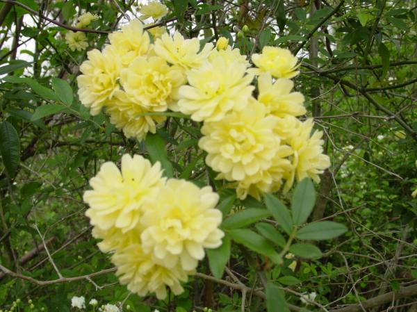 Yellow China Rose