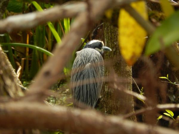Yellow-crowned Night-Heron, Nyctanassa violacea