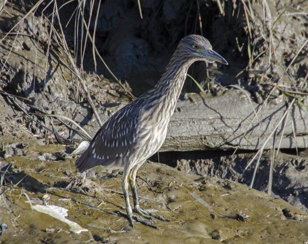 Yellow-Crowned Night Heron