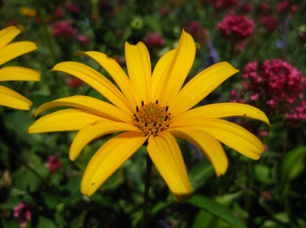 Yellow daisy close-up