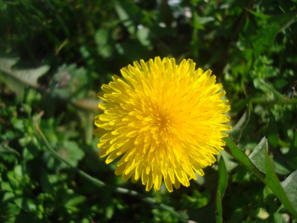 Yellow dandelion flower