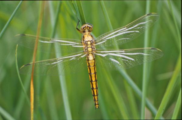 Yellow dragonfly