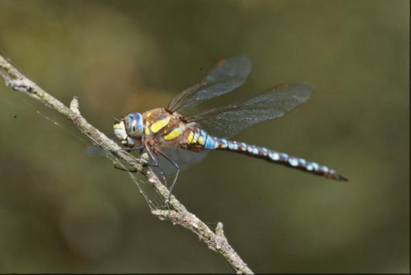 Yellow dragonfly