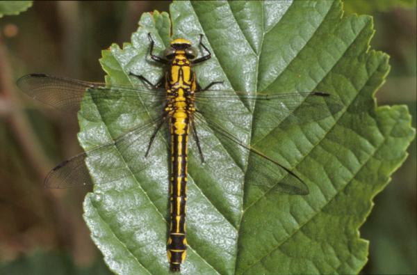 Yellow dragonfly