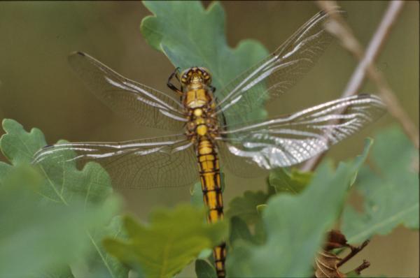 Yellow dragonfly