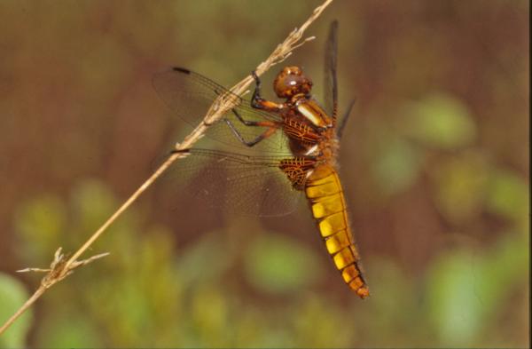 Yellow dragonfly