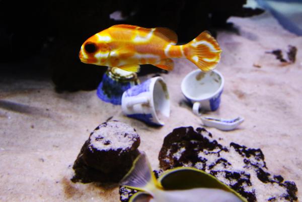 Yellow exotic fish in the sea