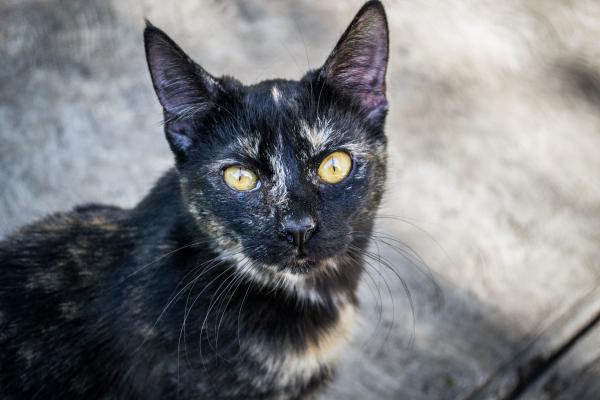 Yellow-eyes