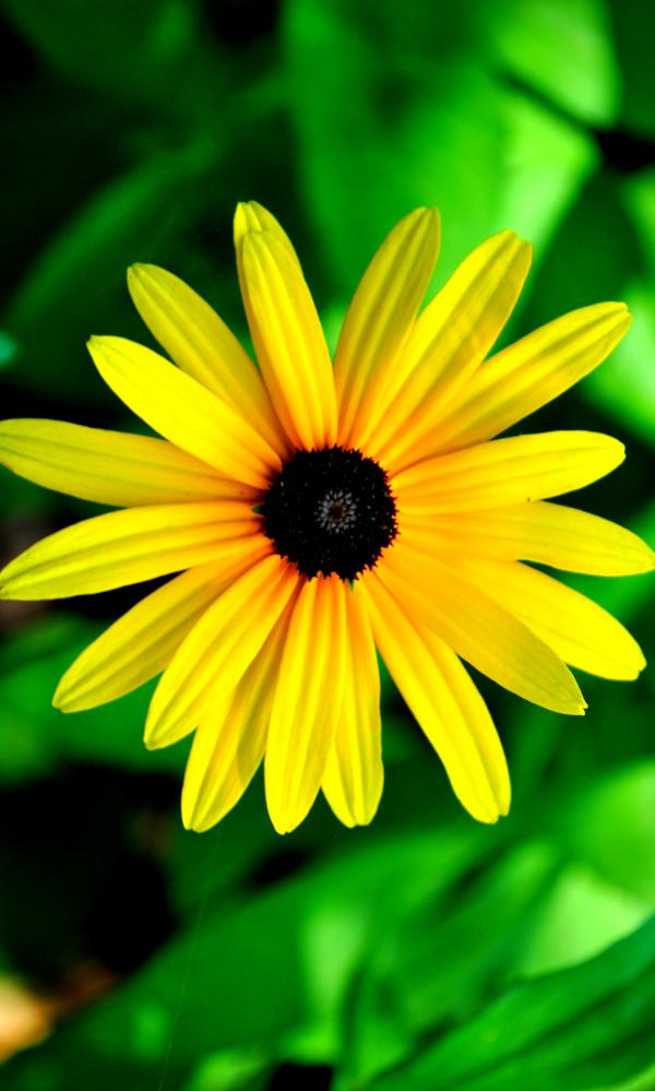Yellow Flower