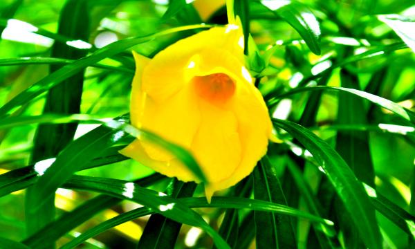 Yellow Flower