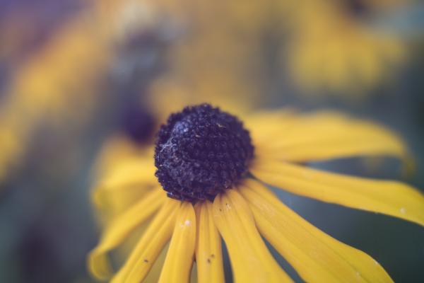 Yellow Flower