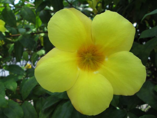 Yellow Flower