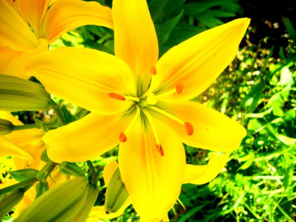 Yellow flower