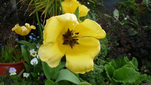 Yellow Flower