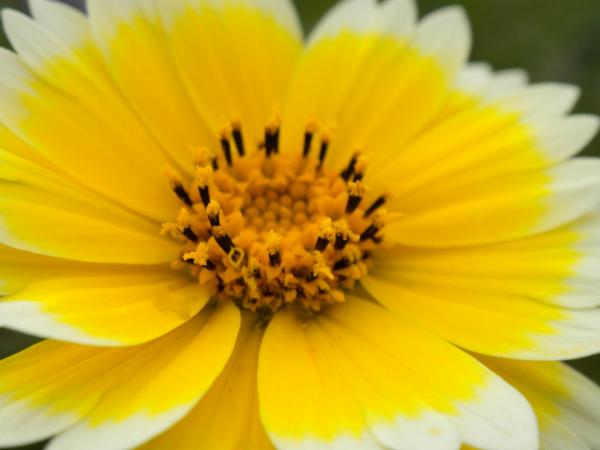 Yellow Flower