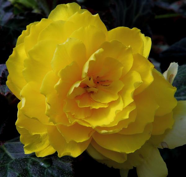 Yellow flowers