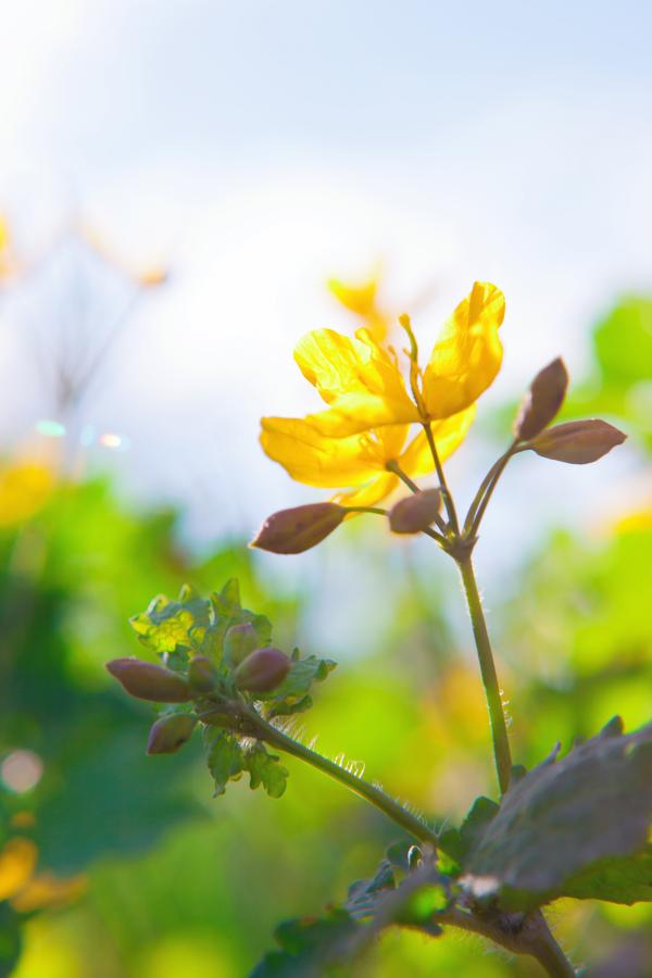 Yellow flower