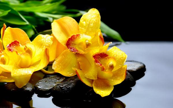 Yellow Flower