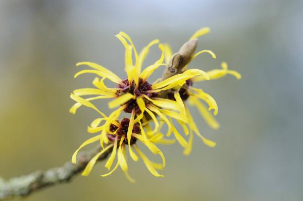 Yellow Flower