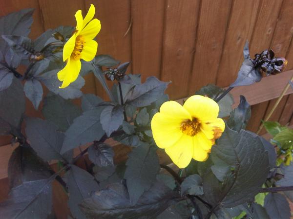 Yellow Flower