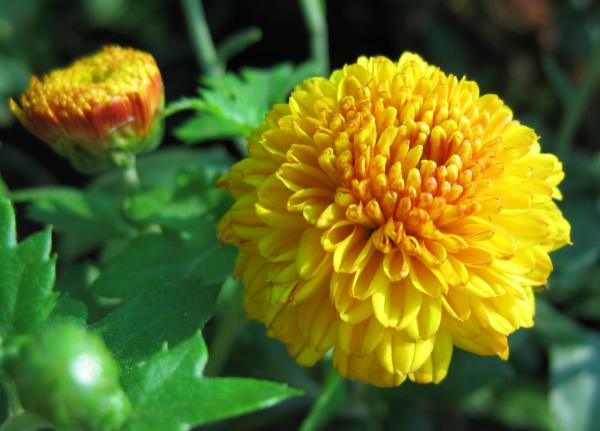 Yellow Flowers