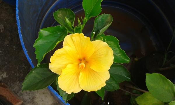 Yellow Flower