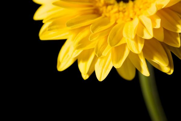 Yellow flower