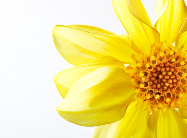 Yellow Flower