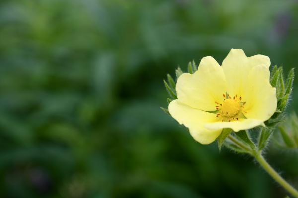 Yellow Flower
