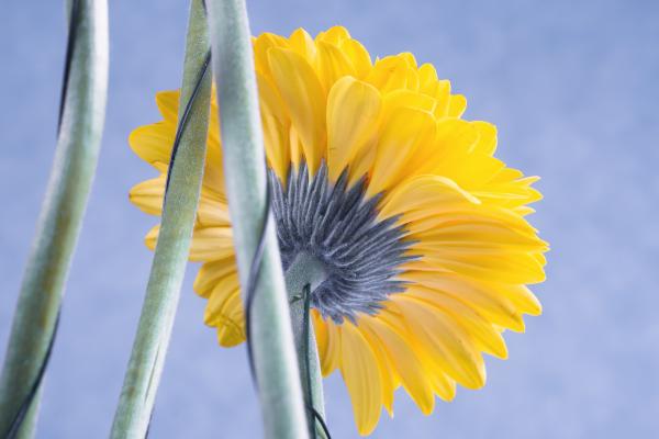 Yellow flower