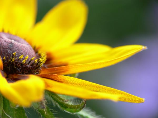 Yellow Flower