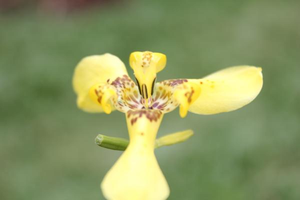 Yellow Flower